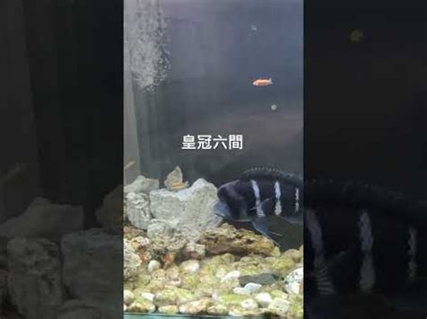 皇冠六間混養|你知道怎麼養六間魚嗎？注意這些細節，養出的。